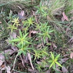 Leucopogon affinis at Harolds Cross, NSW - 17 Aug 2024 03:51 PM