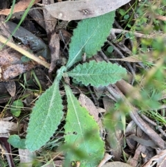 Cirsium vulgare (Spear Thistle) at Harolds Cross, NSW - 17 Aug 2024 by courtneyb