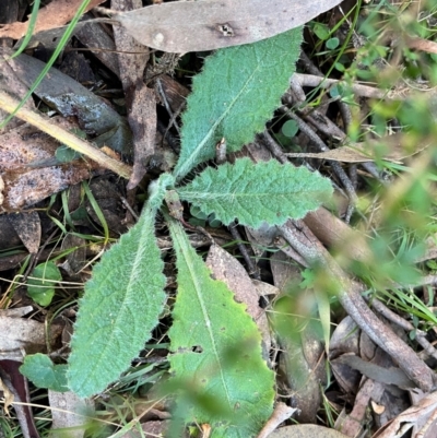 Cirsium vulgare (Spear Thistle) at Harolds Cross, NSW - 17 Aug 2024 by courtneyb