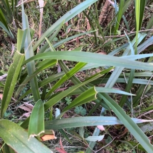 Dianella tasmanica at Harolds Cross, NSW - 17 Aug 2024 03:53 PM