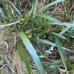 Dianella tasmanica at Harolds Cross, NSW - 17 Aug 2024 03:53 PM