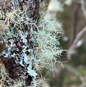 Usnea sp. (genus) at Harolds Cross, NSW - 17 Aug 2024 03:54 PM