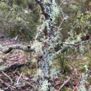 Usnea sp. (genus) at Harolds Cross, NSW - 17 Aug 2024 03:54 PM