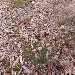 Brachyloma daphnoides at Yass River, NSW - 18 Aug 2024