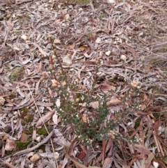 Brachyloma daphnoides at Yass River, NSW - 18 Aug 2024