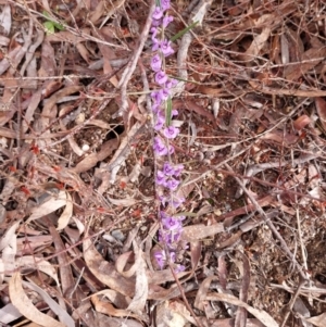 Hovea heterophylla at Yass River, NSW - 18 Aug 2024 01:05 PM