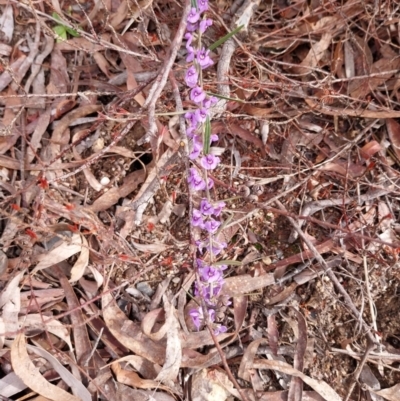 Hovea heterophylla (Common Hovea) at Yass River, NSW - 18 Aug 2024 by Wildgirl1335