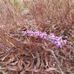 Hovea heterophylla at Yass River, NSW - 18 Aug 2024 01:05 PM