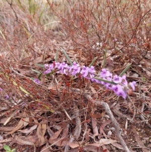 Hovea heterophylla at Yass River, NSW - 18 Aug 2024 01:05 PM