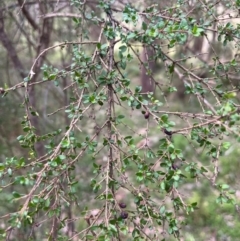 Coprosma quadrifida (Prickly Currant Bush, Native Currant) at Harolds Cross, NSW - 17 Aug 2024 by courtneyb