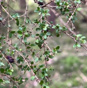 Coprosma quadrifida at Harolds Cross, NSW - 17 Aug 2024