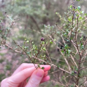 Coprosma quadrifida at Harolds Cross, NSW - 17 Aug 2024