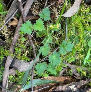 Ranunculus lappaceus at Harolds Cross, NSW - 17 Aug 2024 03:17 PM