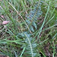 Blechnum nudum at Harolds Cross, NSW - 17 Aug 2024 03:18 PM