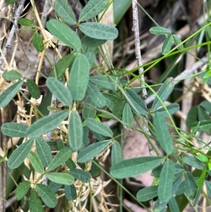 Glycine clandestina at Harolds Cross, NSW - 17 Aug 2024