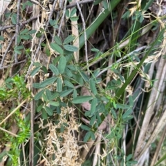 Glycine clandestina at Harolds Cross, NSW - 17 Aug 2024