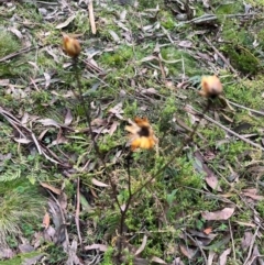 Xerochrysum bracteatum (Golden Everlasting) at Harolds Cross, NSW - 17 Aug 2024 by courtneyb