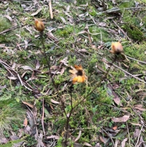 Xerochrysum bracteatum at Harolds Cross, NSW - 17 Aug 2024