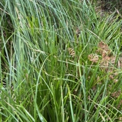 Carex sp. (A Sedge) at Harolds Cross, NSW - 17 Aug 2024 by courtneyb