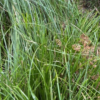 Carex (genus) (A Sedge) at Harolds Cross, NSW - 17 Aug 2024 by courtneyb