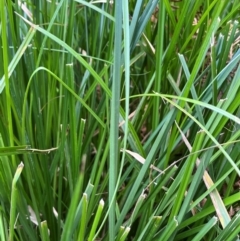 Carex sp. at Harolds Cross, NSW - 17 Aug 2024