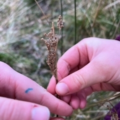 Juncus (genus) (A Rush) at Harolds Cross, NSW - 17 Aug 2024 by courtneyb