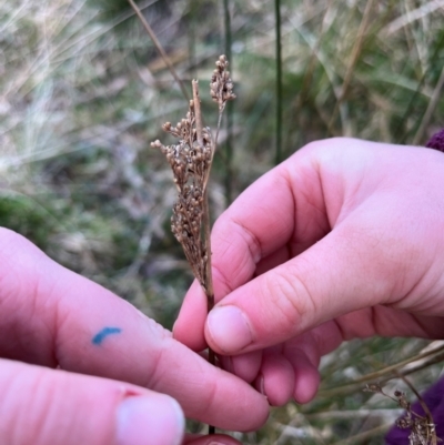 Juncus (genus) (A Rush) at Harolds Cross, NSW - 17 Aug 2024 by courtneyb