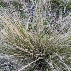 Poa sp. (A Snow Grass) at Harolds Cross, NSW - 17 Aug 2024 by courtneyb