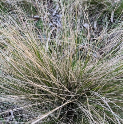 Poa (genus) (A Snow Grass) at Harolds Cross, NSW - 17 Aug 2024 by courtneyb