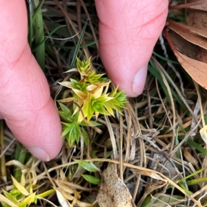 Stellaria pungens at Harolds Cross, NSW - 17 Aug 2024 03:26 PM