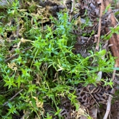 Stellaria pungens (Prickly Starwort) at Harolds Cross, NSW - 17 Aug 2024 by courtneyb