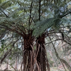 Dicksonia antarctica (Soft Treefern) at Harolds Cross, NSW - 17 Aug 2024 by courtneyb