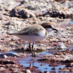 Anarhynchus ruficapillus (Red-capped Plover) at Rottnest Island, WA - 26 Apr 2024 by jb2602