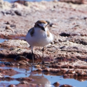 Anarhynchus ruficapillus at Rottnest Island, WA - 26 Apr 2024