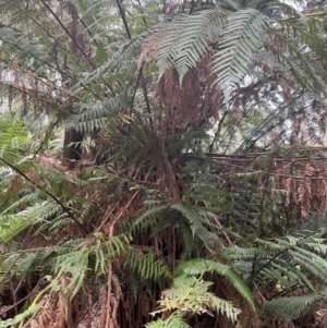 Dicksonia antarctica at Harolds Cross, NSW - 17 Aug 2024