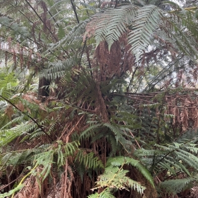 Dicksonia antarctica (Soft Treefern) at Harolds Cross, NSW - 17 Aug 2024 by courtneyb