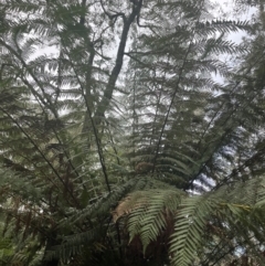 Dicksonia antarctica at Harolds Cross, NSW - 17 Aug 2024