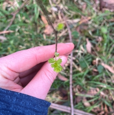 Rubus parvifolius (Native Raspberry) at Harolds Cross, NSW - 17 Aug 2024 by courtneyb