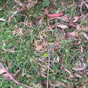 Rubus parvifolius at Harolds Cross, NSW - 17 Aug 2024