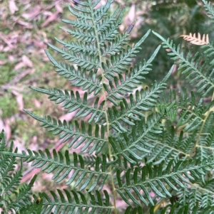 Pteridium esculentum at Harolds Cross, NSW - 17 Aug 2024