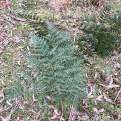 Pteridium esculentum at Harolds Cross, NSW - 17 Aug 2024