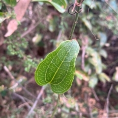 Smilax australis (Barbed-Wire Vine) at Harolds Cross, NSW - 17 Aug 2024 by courtneyb