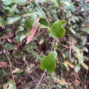 Smilax australis at Harolds Cross, NSW - 17 Aug 2024