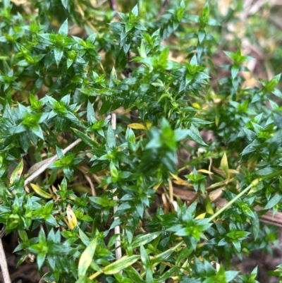 Stellaria pungens (Prickly Starwort) at Harolds Cross, NSW - 17 Aug 2024 by courtneyb