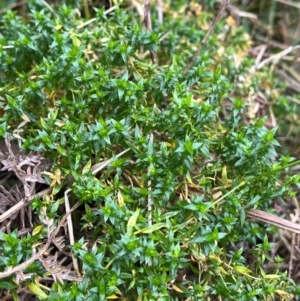 Stellaria pungens at Harolds Cross, NSW - 17 Aug 2024