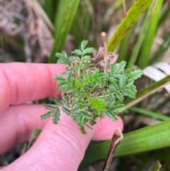 Acaena novae-zelandiae (Bidgee Widgee) at Harolds Cross, NSW - 17 Aug 2024 by courtneyb