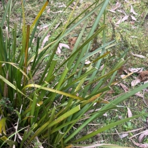 Lomandra longifolia at Harolds Cross, NSW - 17 Aug 2024