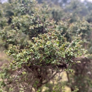 Coprosma quadrifida at Harolds Cross, NSW - 17 Aug 2024