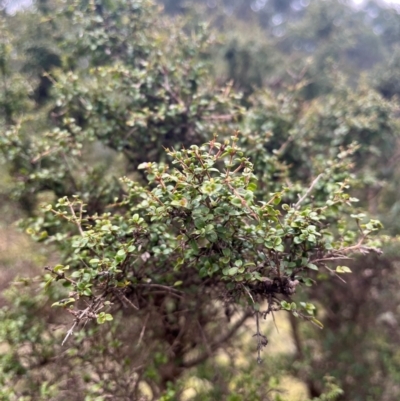 Coprosma quadrifida (Prickly Currant Bush, Native Currant) at Harolds Cross, NSW - 17 Aug 2024 by courtneyb