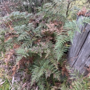 Pteridium esculentum at Harolds Cross, NSW - 17 Aug 2024